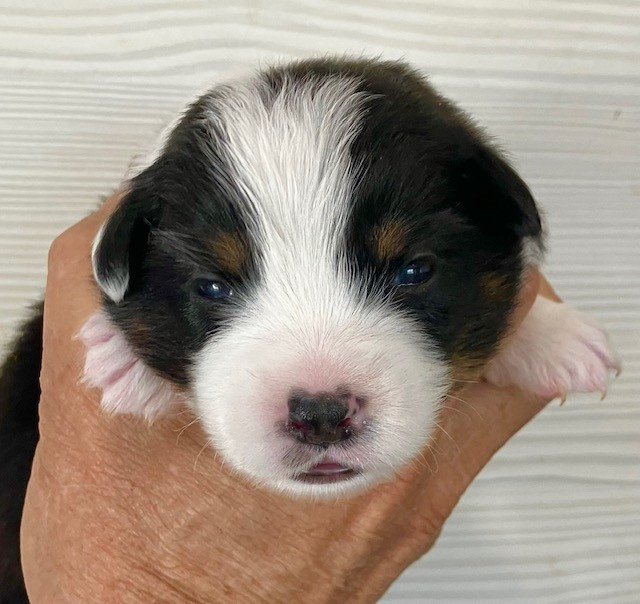 Of surf paradise - Chiots disponibles - Berger Américain Miniature 