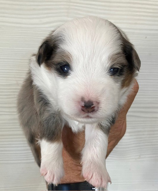 Of surf paradise - Chiots disponibles - Berger Américain Miniature 