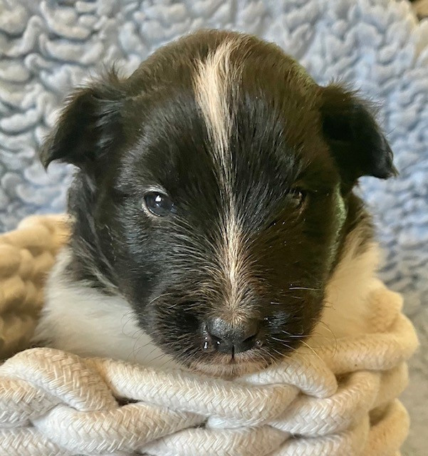 Of surf paradise - Chiots disponibles - Shetland Sheepdog