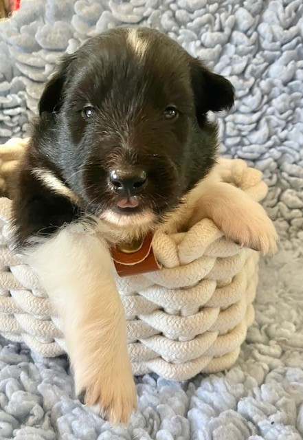 Of surf paradise - Chiots disponibles - Shetland Sheepdog