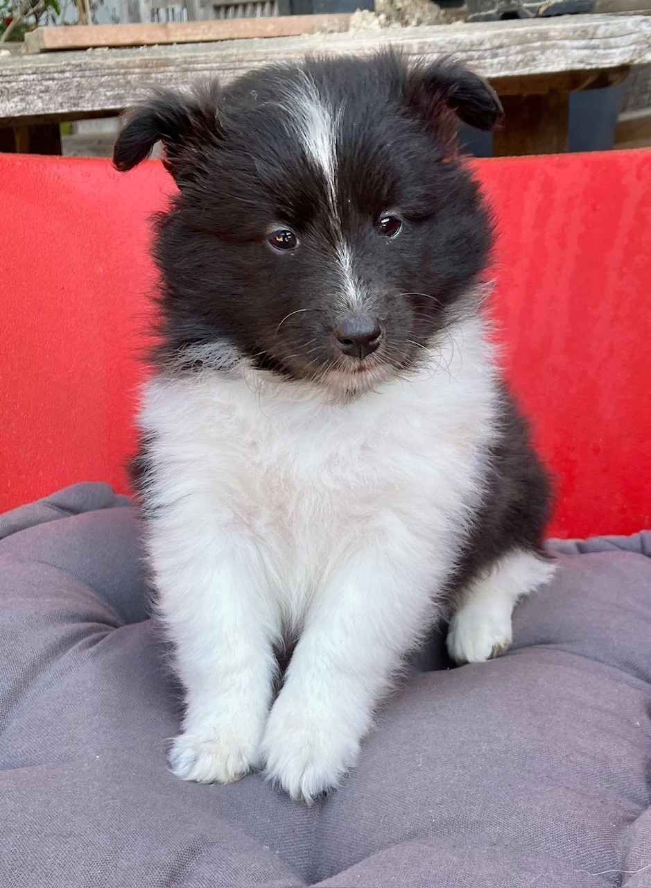 Of surf paradise - Chiots disponibles - Shetland Sheepdog
