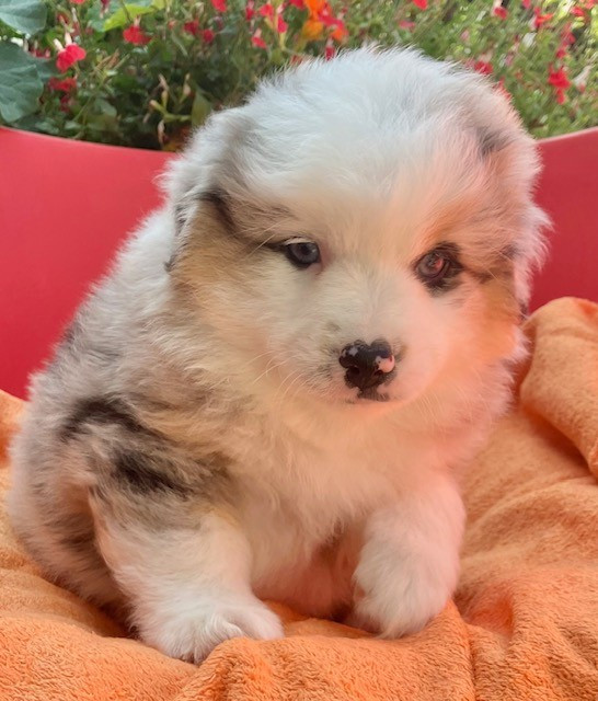 Of surf paradise - Chiots disponibles - Berger Américain Miniature 