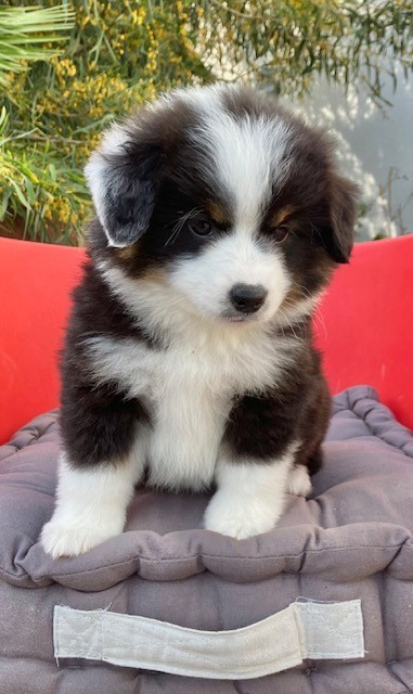 Of surf paradise - Chiots disponibles - Berger Américain Miniature 