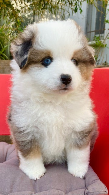 Of surf paradise - Chiots disponibles - Berger Américain Miniature 