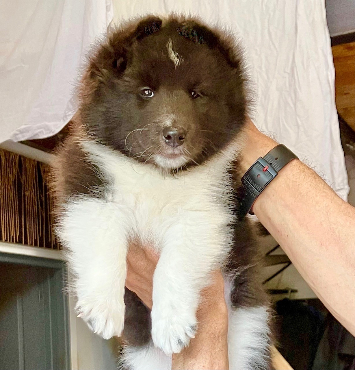 Of surf paradise - Chiots disponibles - Shetland Sheepdog