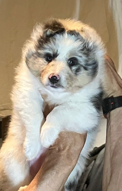 Of surf paradise - Chiots disponibles - Shetland Sheepdog