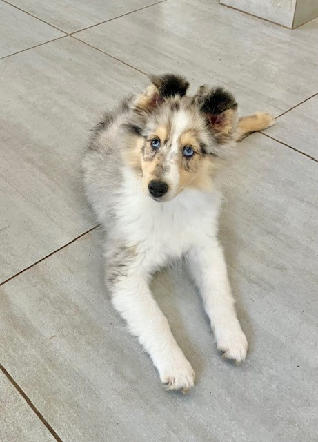 Of surf paradise - Chiots disponibles - Shetland Sheepdog
