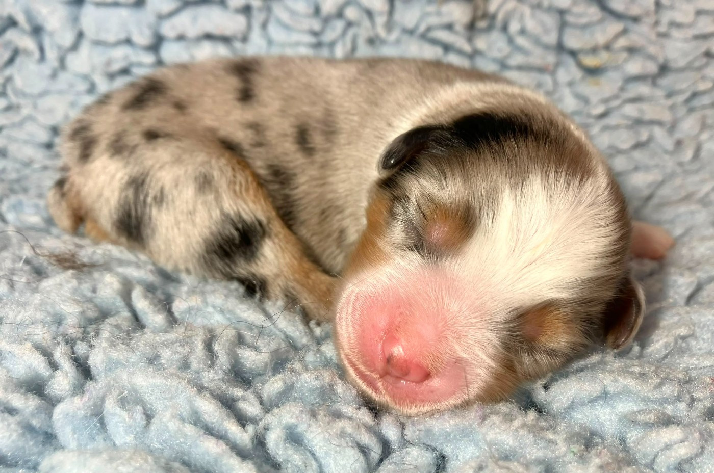 Of surf paradise - Chiots disponibles - Berger Américain Miniature 