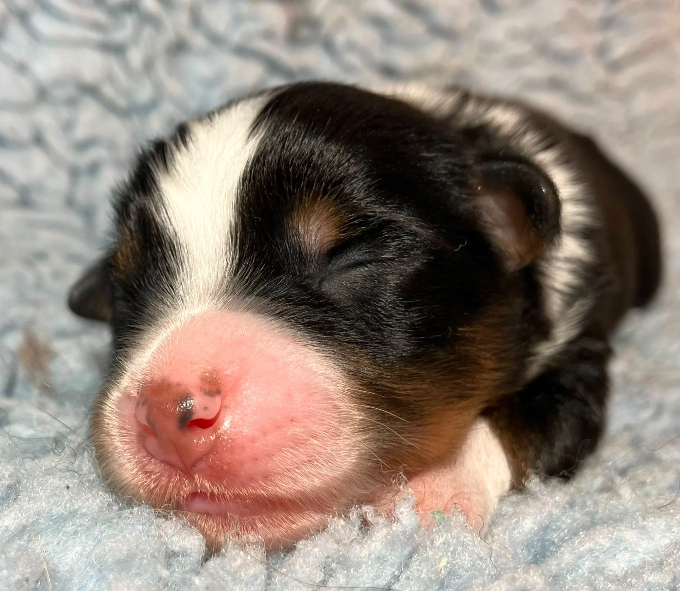 Of surf paradise - Chiots disponibles - Berger Américain Miniature 