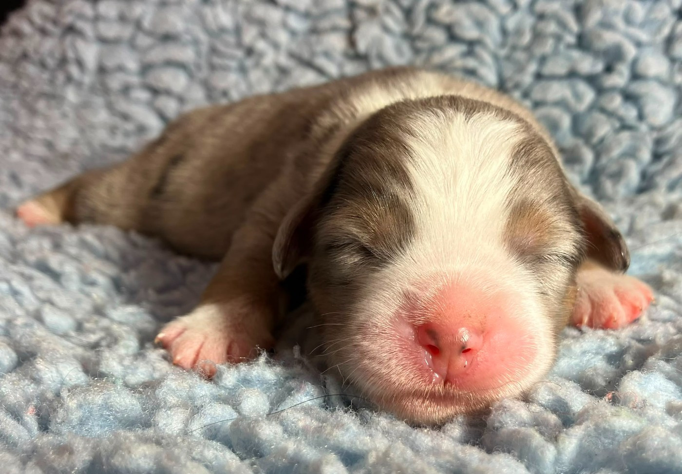 Of surf paradise - Chiots disponibles - Berger Américain Miniature 
