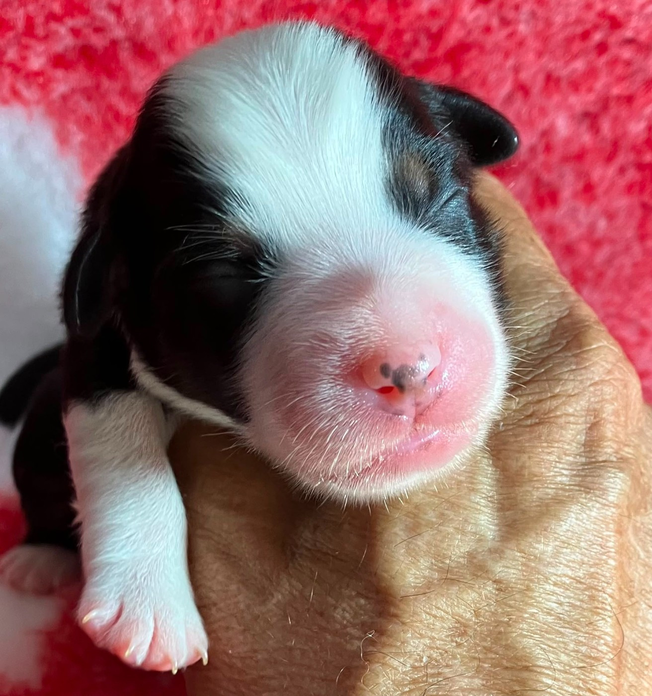 Of surf paradise - Chiots disponibles - Berger Américain Miniature 