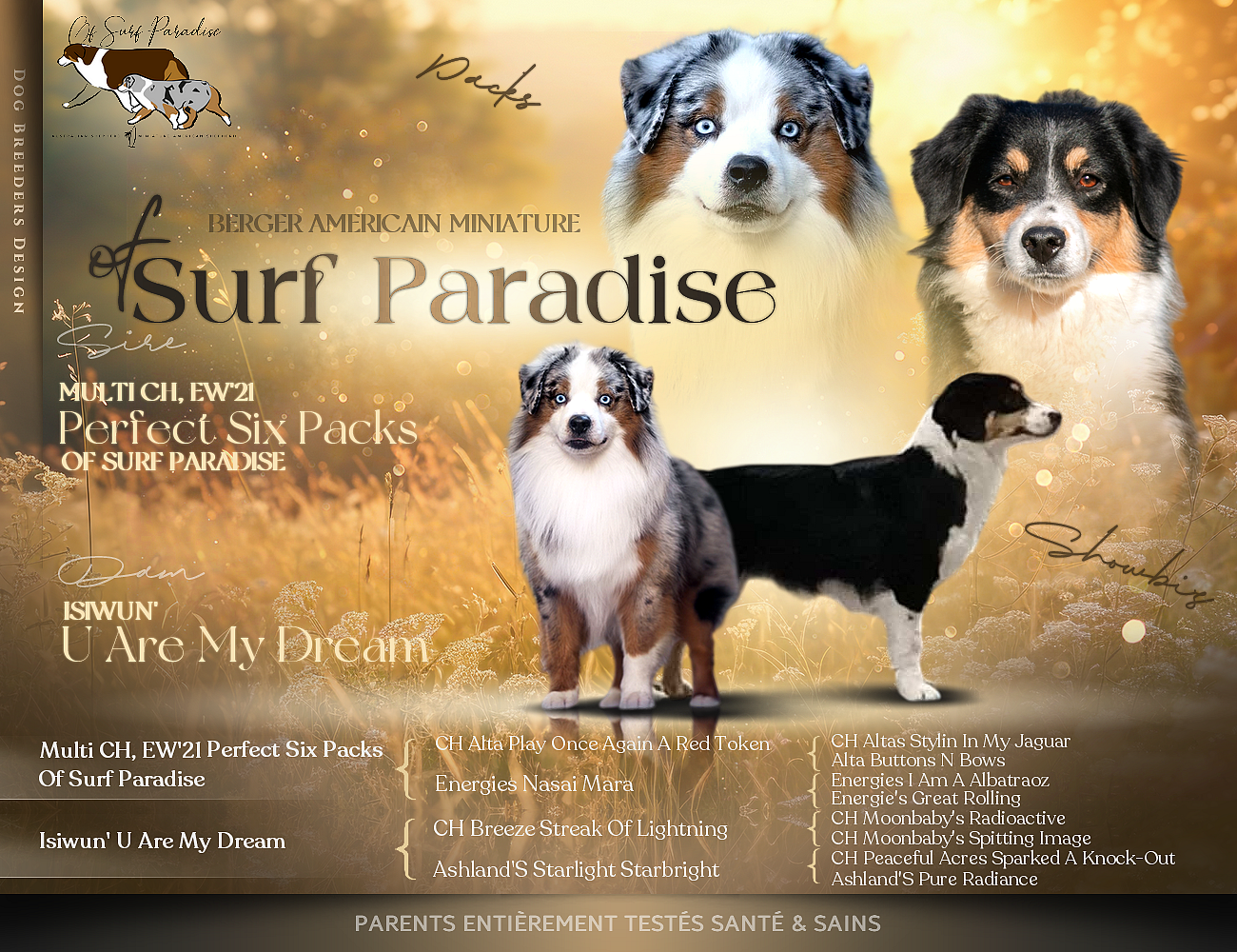 Of surf paradise - Berger Américain Miniature  - Portée née le 20/07/2026