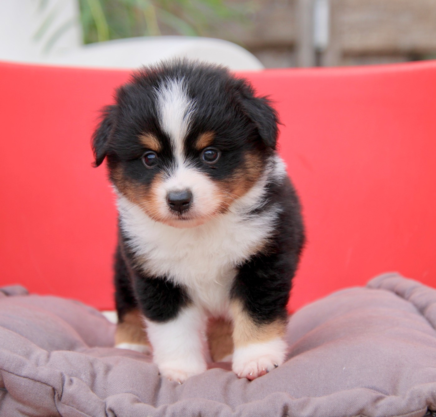 Of surf paradise - Chiots disponibles - Berger Américain Miniature 