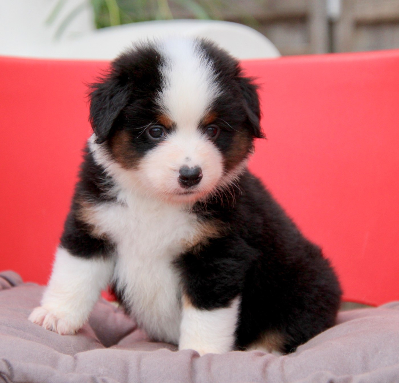 Of surf paradise - Chiots disponibles - Berger Américain Miniature 