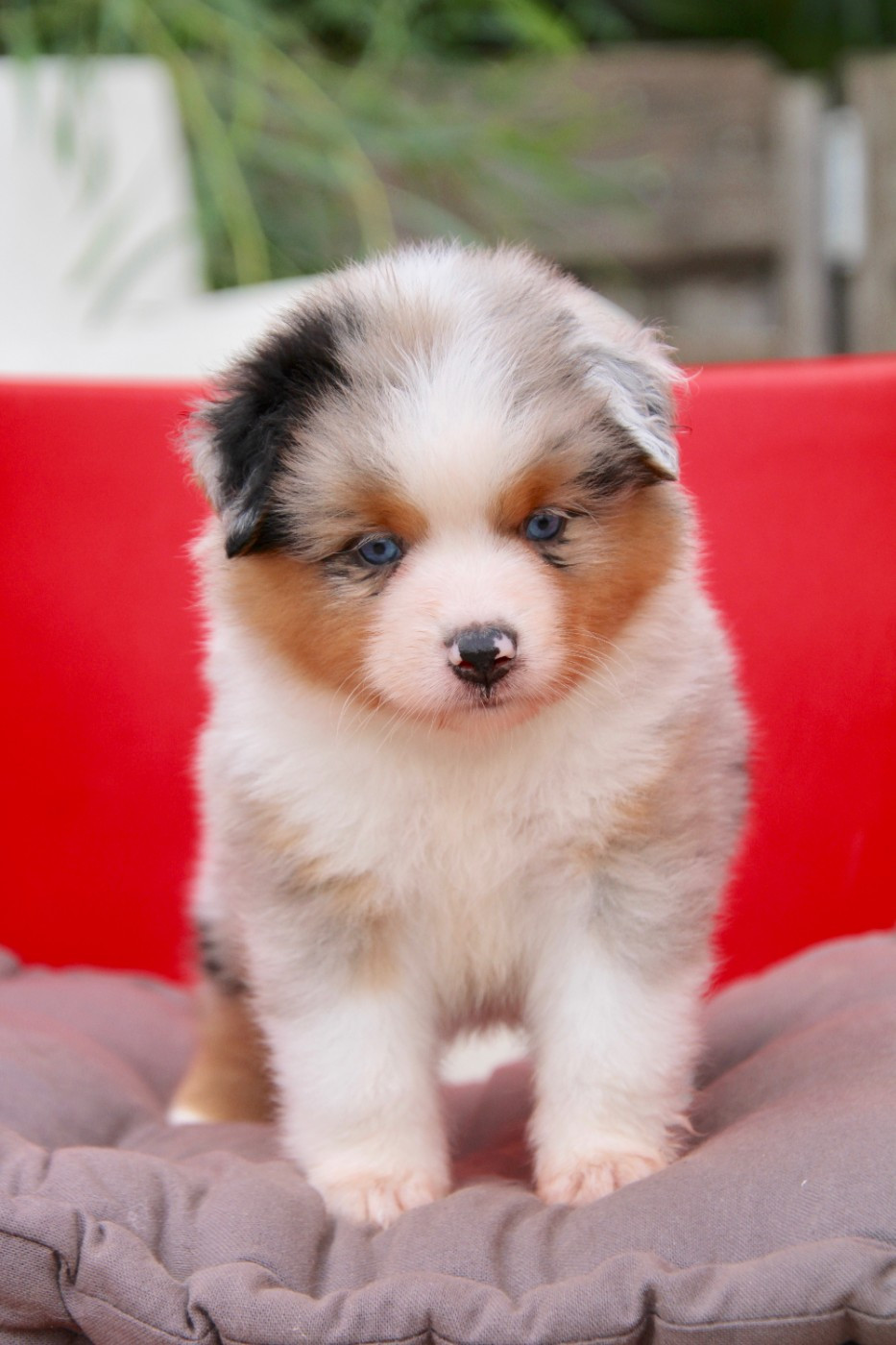 Of surf paradise - Chiots disponibles - Berger Américain Miniature 
