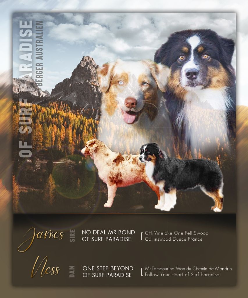Chiot Berger Australien Of surf paradise