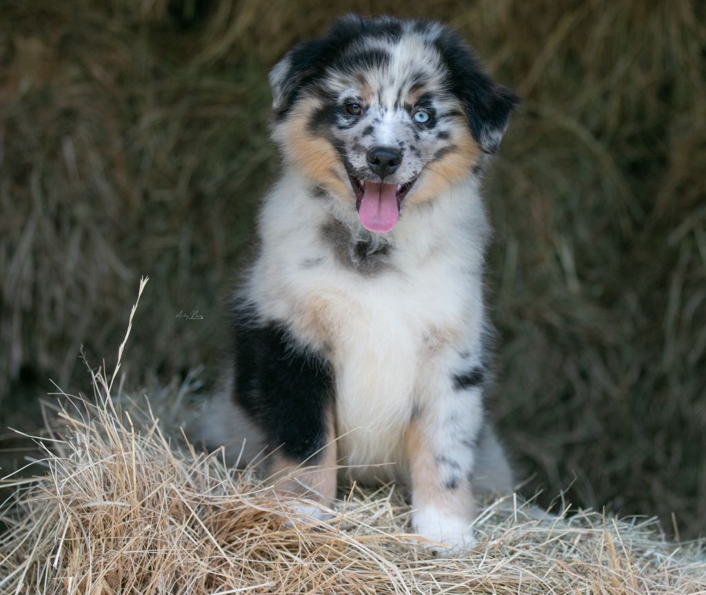 Of surf paradise - Chiots disponibles - Berger Américain Miniature 