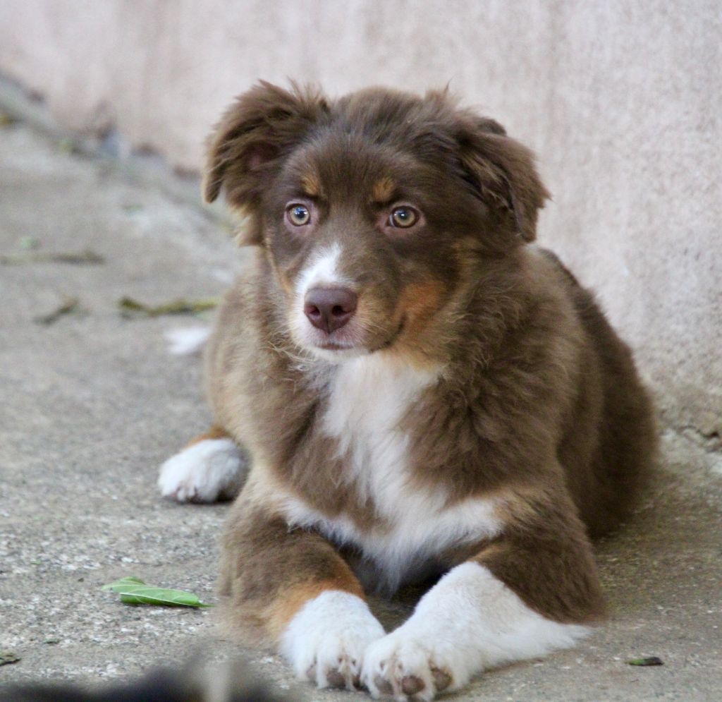 Of surf paradise - Chiots disponibles - Berger Américain Miniature 