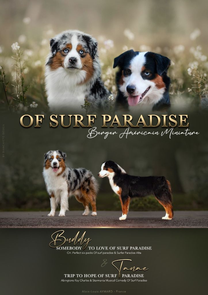 Chiot Berger Américain Miniature Of surf paradise