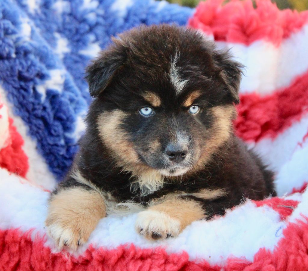 Of surf paradise - Chiots disponibles - Berger Américain Miniature 