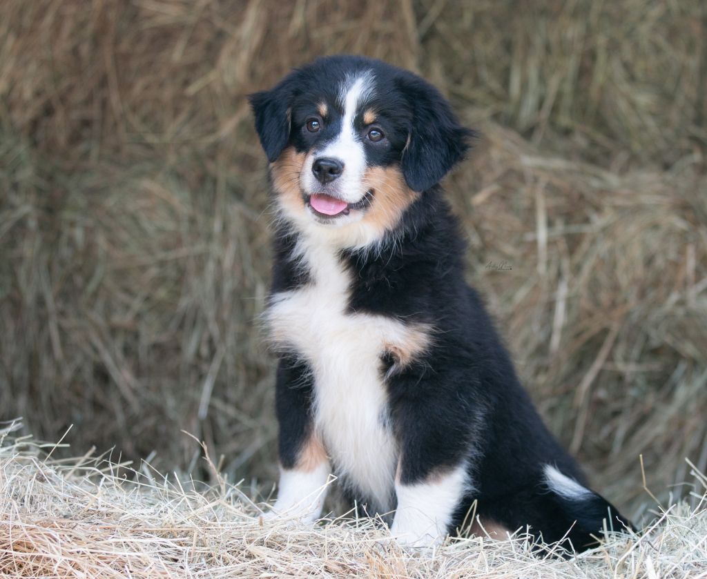 Of surf paradise - Chiots disponibles - Berger Américain Miniature 