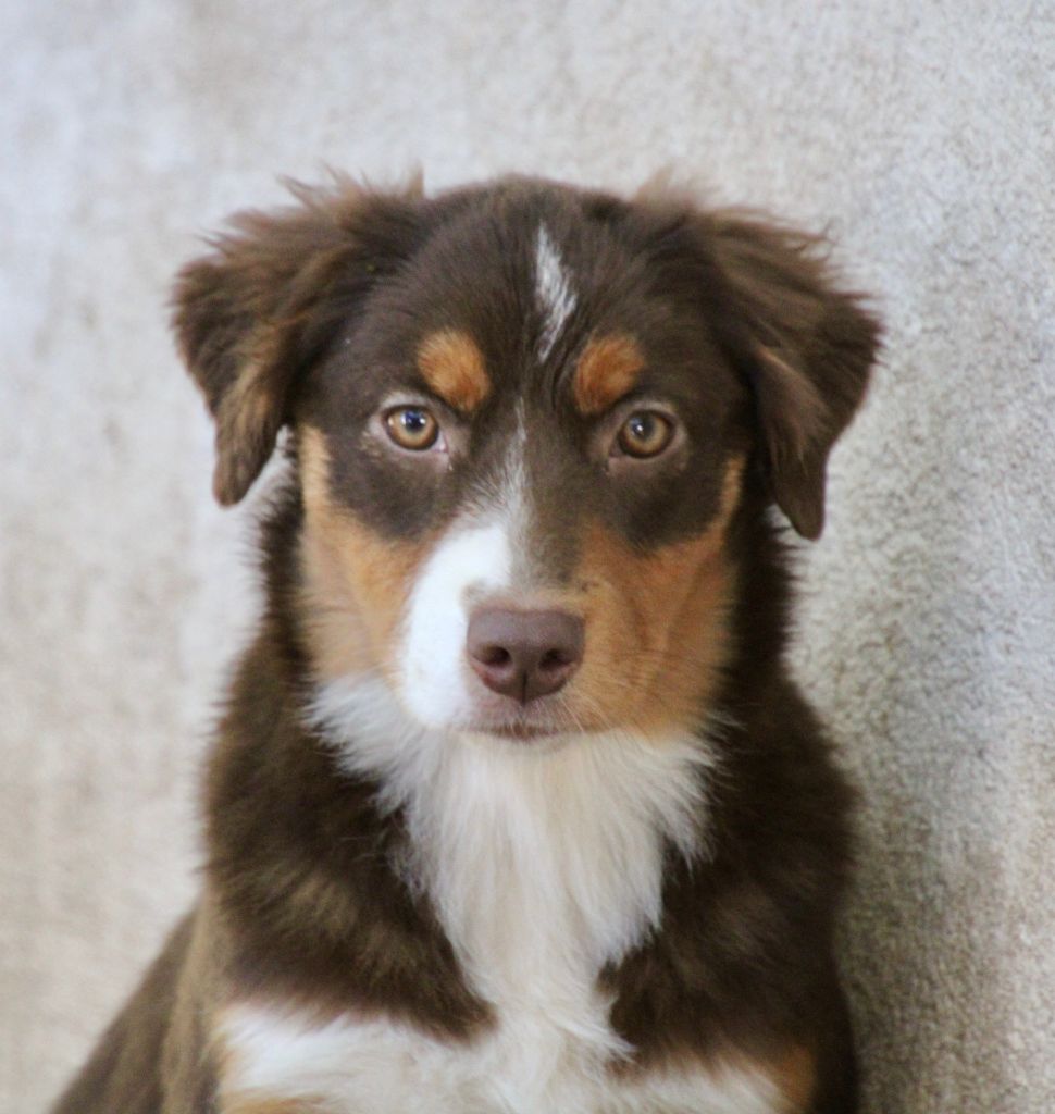 Of surf paradise - Chiots disponibles - Berger Américain Miniature 