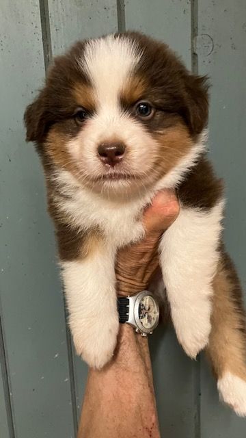 Of surf paradise - Chiots disponibles - Berger Américain Miniature 