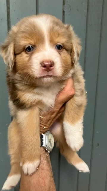 Of surf paradise - Chiots disponibles - Berger Américain Miniature 