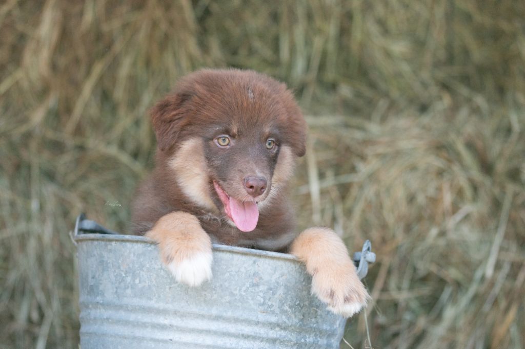 Of surf paradise - Chiots disponibles - Berger Américain Miniature 