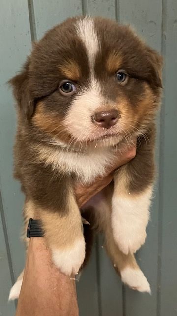Of surf paradise - Chiots disponibles - Berger Américain Miniature 