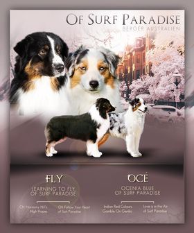 Chiot Berger Australien Of surf paradise