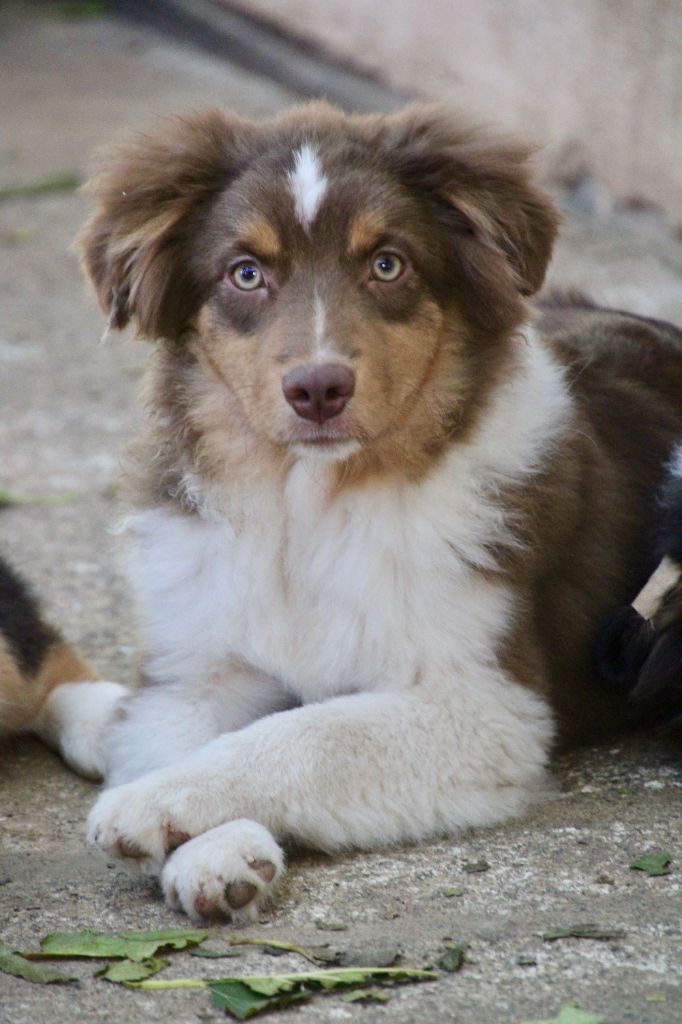 Of surf paradise - Chiots disponibles - Berger Américain Miniature 