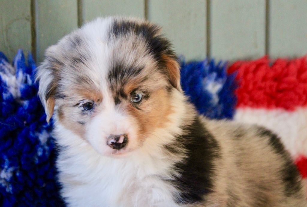 Of surf paradise - Chiots disponibles - Berger Américain Miniature 