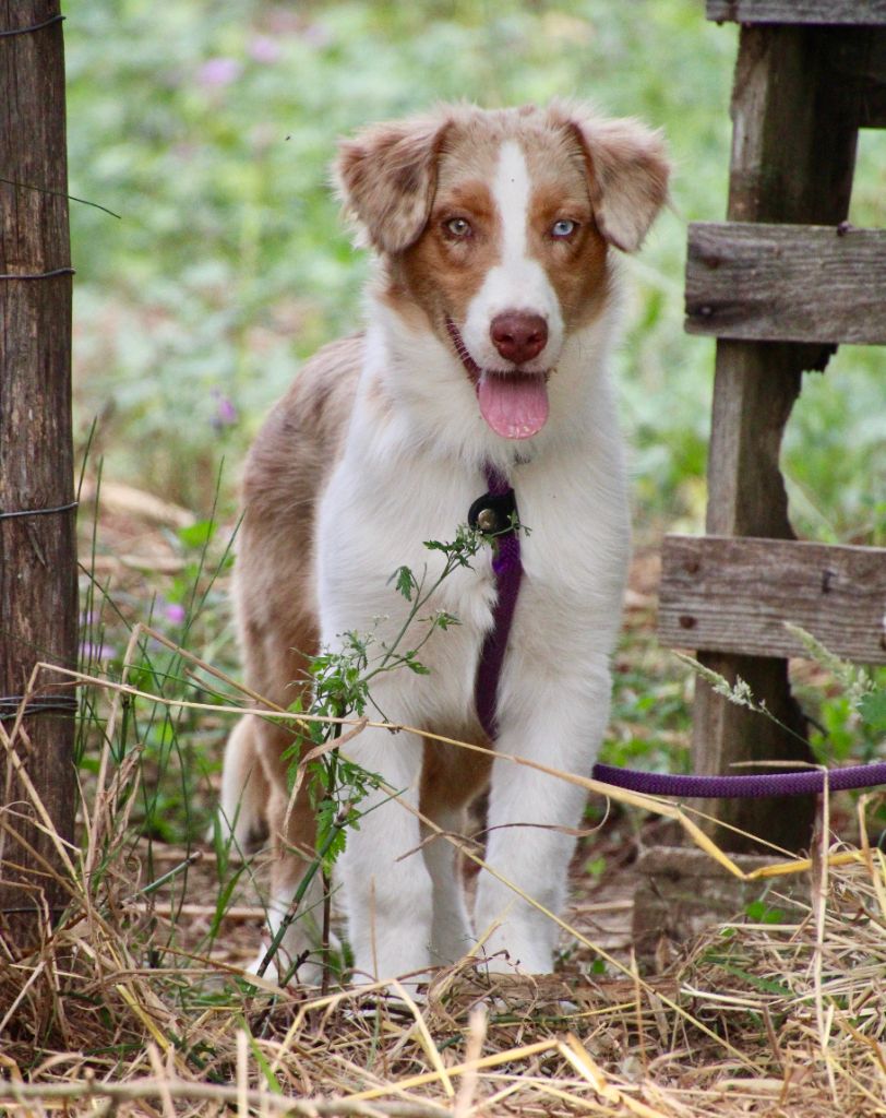 Of surf paradise - Chiots disponibles - Berger Australien