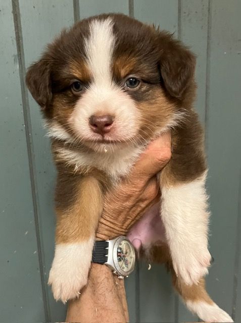 Of surf paradise - Chiots disponibles - Berger Américain Miniature 