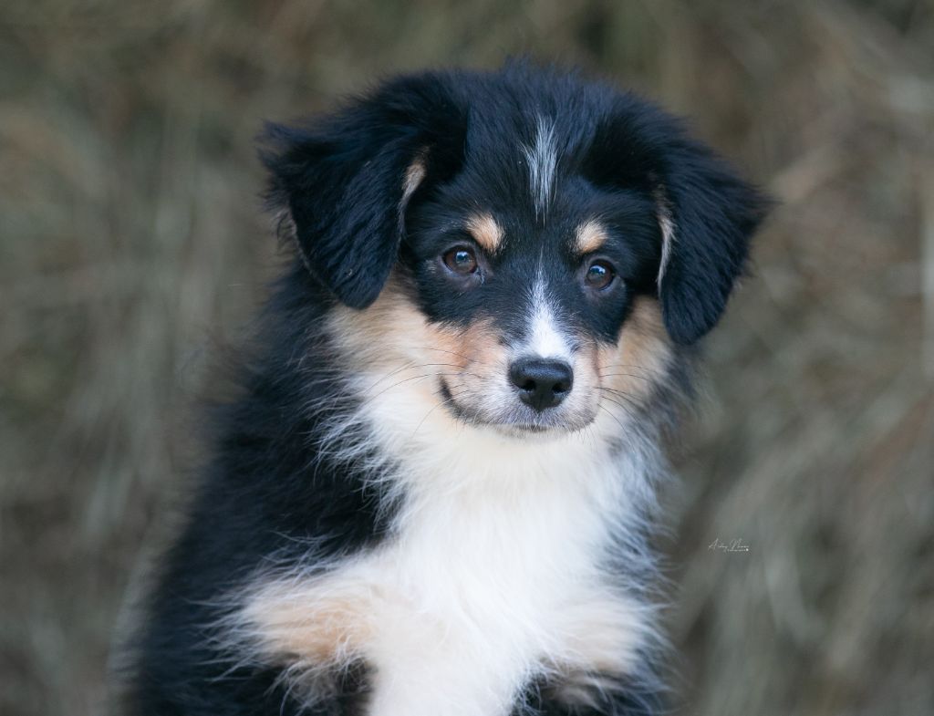 Of surf paradise - Chiots disponibles - Berger Américain Miniature 