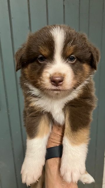 Of surf paradise - Chiots disponibles - Berger Américain Miniature 